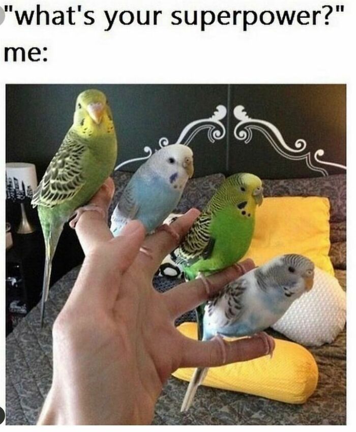 Funny-Bird-Memes