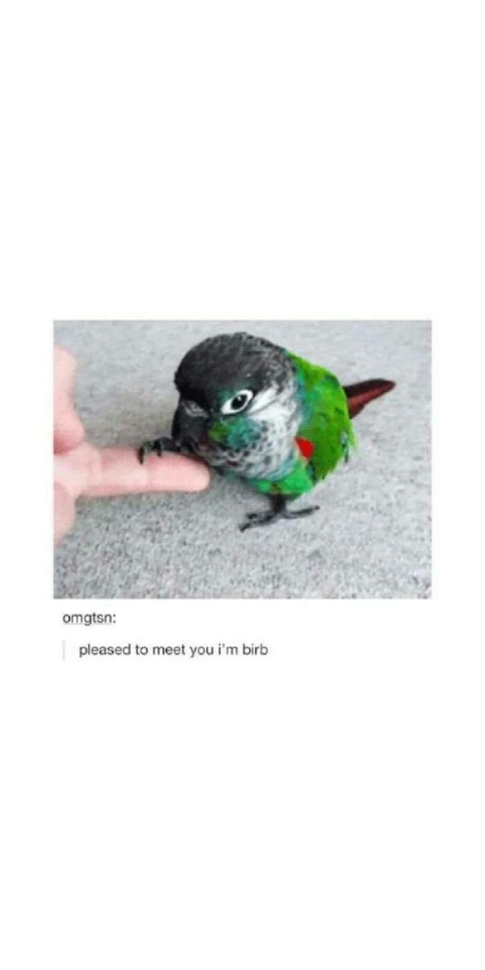 Funny-Bird-Memes