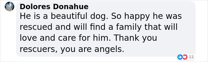 Barney The Dog Relieved After Rescuers Shave Off 7.8 Kg Of Matted Fur Barney The Dog Relieved After Rescuers Shave Off 7.8 Kg Of Matted Fur