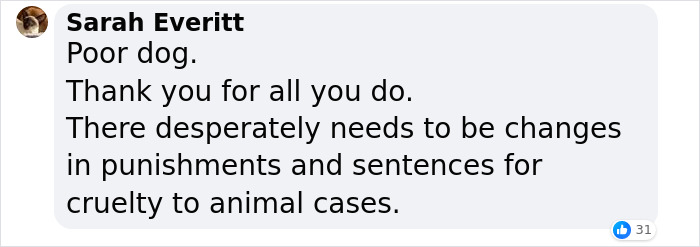 Barney The Dog Relieved After Rescuers Shave Off 7.8 Kg Of Matted Fur Barney The Dog Relieved After Rescuers Shave Off 7.8 Kg Of Matted Fur