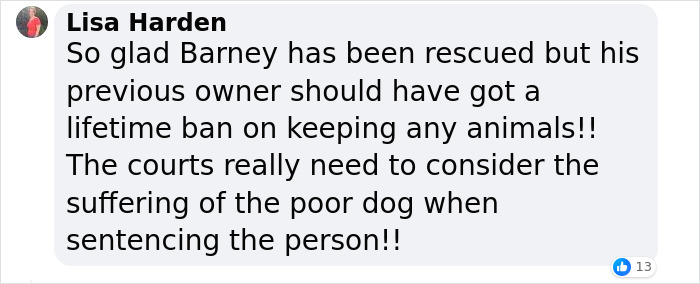 Barney The Dog Relieved After Rescuers Shave Off 7.8 Kg Of Matted Fur Barney The Dog Relieved After Rescuers Shave Off 7.8 Kg Of Matted Fur