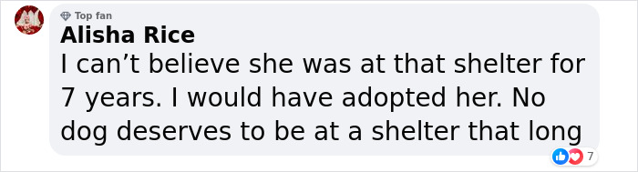 Shelter Dog Was Overlooked For Almost A Decade Until She Found Her Person Shelter Dog Was Overlooked For Almost A Decade Until She Found Her Person