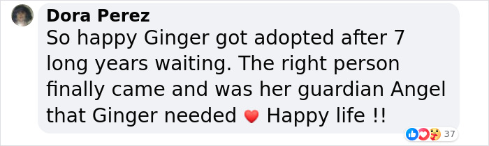 Shelter Dog Was Overlooked For Almost A Decade Until She Found Her Person Shelter Dog Was Overlooked For Almost A Decade Until She Found Her Person