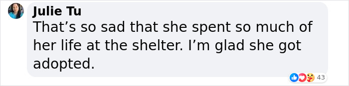 Shelter Dog Was Overlooked For Almost A Decade Until She Found Her Person Shelter Dog Was Overlooked For Almost A Decade Until She Found Her Person