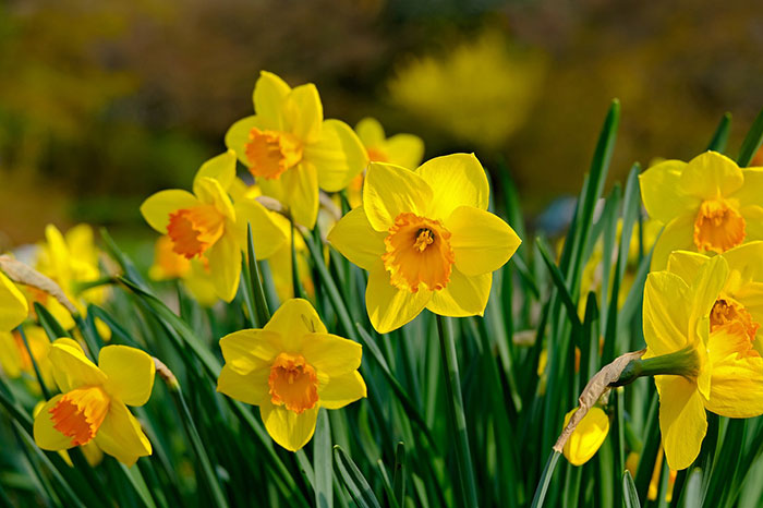 Multiple yellow daffodil flowers