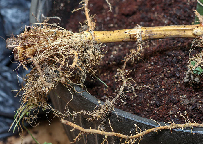 Bamboo roots on a pot full of soil 
