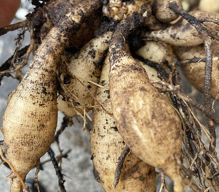 Person holding tubers root in her