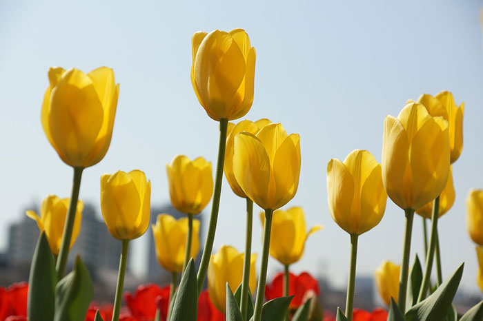 Multiple yellow tulips in the sun