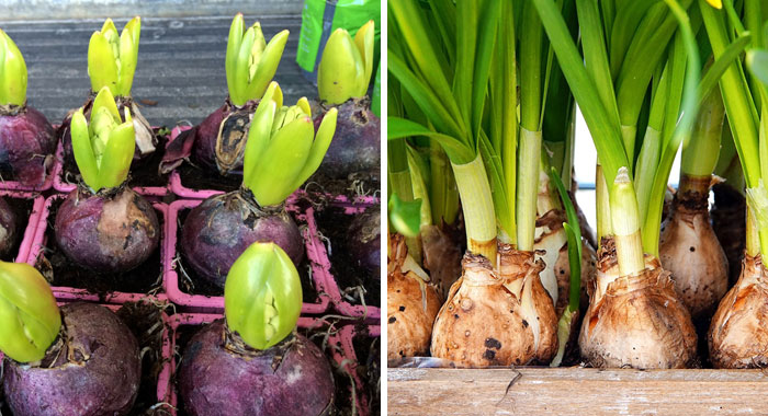 Planting Bulbs: 3 Seasonal Bulbs to Grow in Your Garden