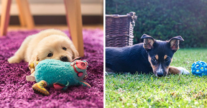 Essential New Puppy Checklist: Everything You Need for Your New Pup