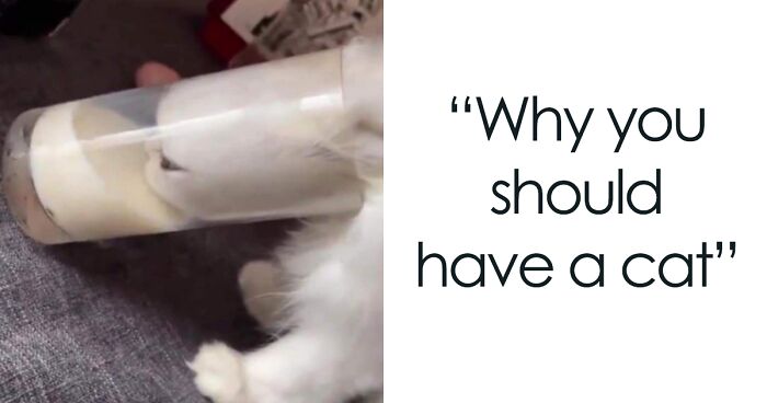 This Page Shares ‘Why You Should Have A Cat’ And Here’s 50 Of The Most Compelling Reasons (New Pics)