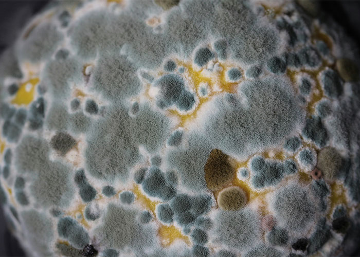 “You Can Just Eat It, Then”: Karen Eats Moldy Veggies After Refusing To Acknowledge A Worker “You Can Just Eat It, Then”: Karen Eats Moldy Veggies After Refusing To Acknowledge A Worker