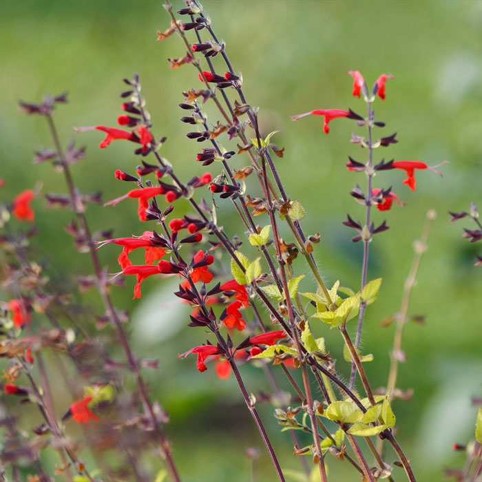 Texas Sage salvia Texas Sage salvia