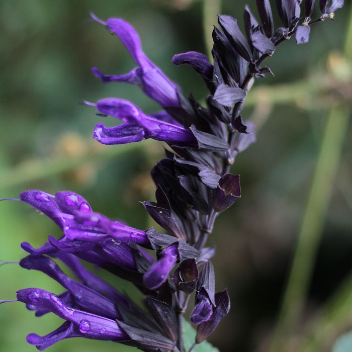 Anise-Scented Sage salvia Anise-Scented Sage salvia