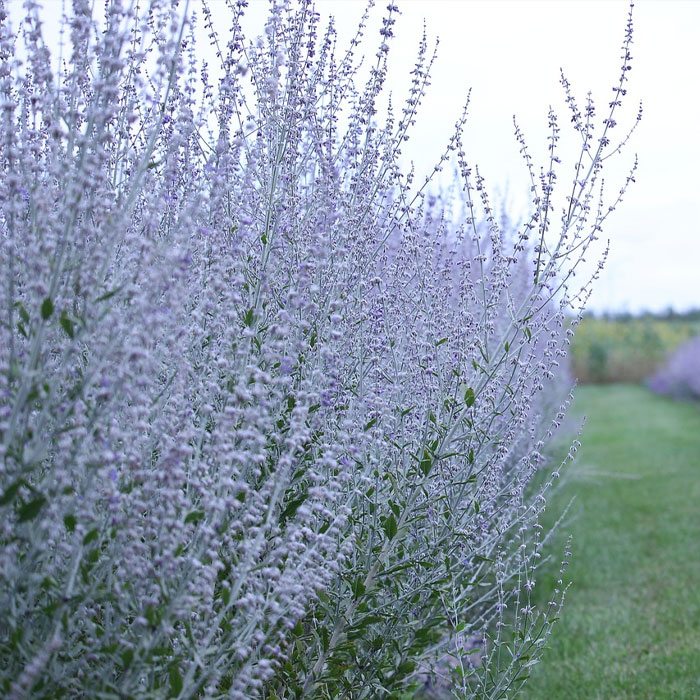 Russian Sage salvia Russian Sage salvia