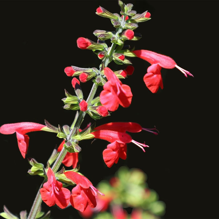 Scarlet Sage salvia plant