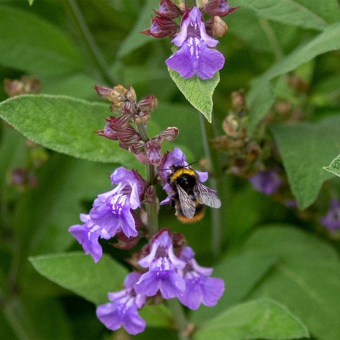Mealycup Sage salvia Mealycup Sage salvia