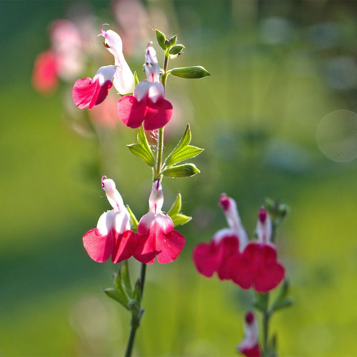 Baby Sage salvia Baby Sage salvia
