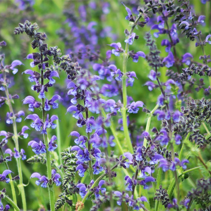 Gentian Sage salvia Gentian Sage salvia