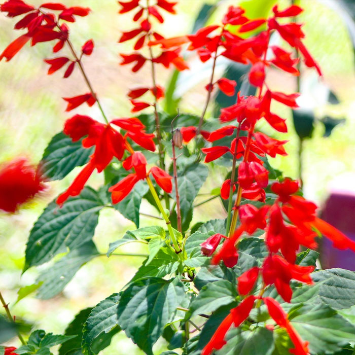 Pineapple Sage salvia Pineapple Sage salvia