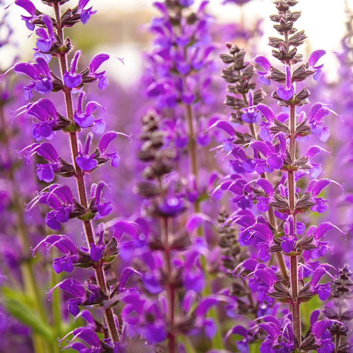 Mexican Bush Sage salvia Mexican Bush Sage salvia