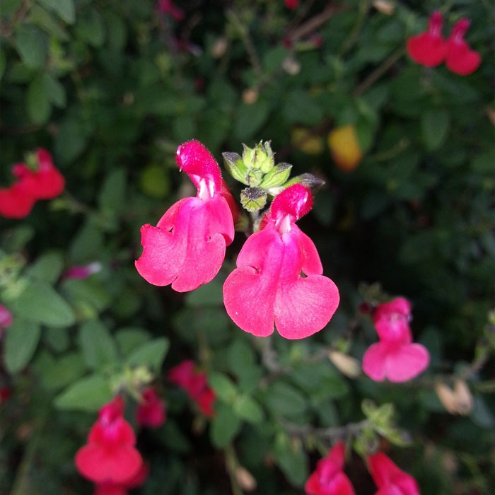 Autumn Sage salvia Autumn Sage salvia
