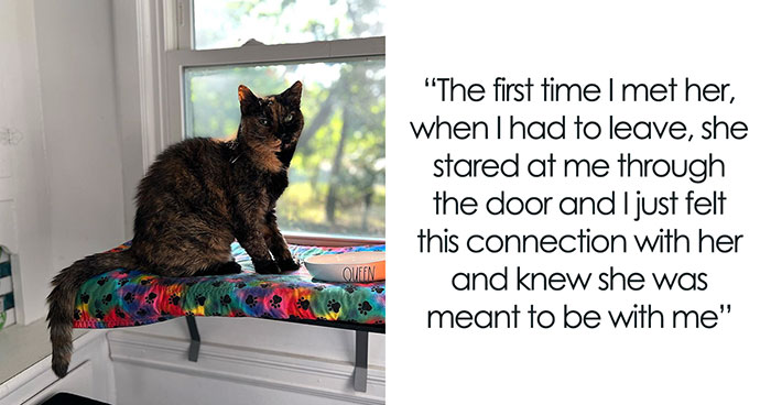 Senior Shelter Cat Defies Odds, Finds Home, And Discovers A Lifetime Of Love