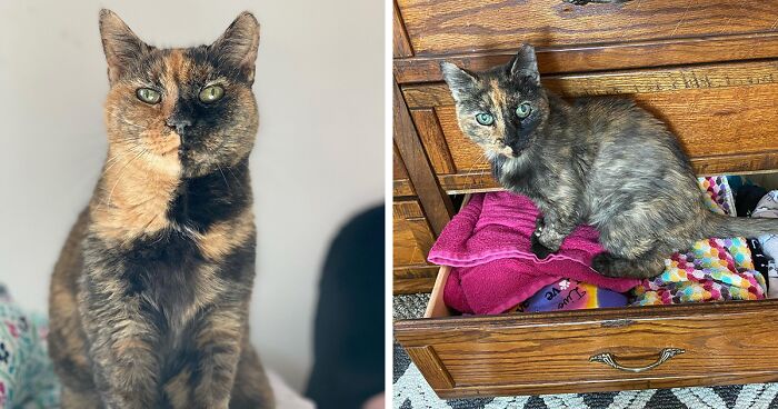 Compassionate Woman Rescued Senior Kitty, Offering A Golden Haven For Her Twilight Years