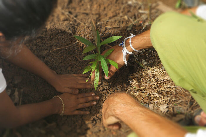 India's Green Success Story: Setting A Guinness World Record For Planting 66 Million Trees In Just 12 Hours