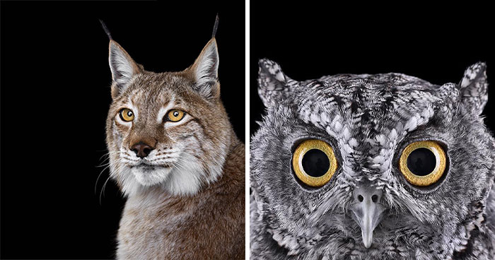30 Captivating Studio Portraits Of Wild Animals Captured By Brad Wilson