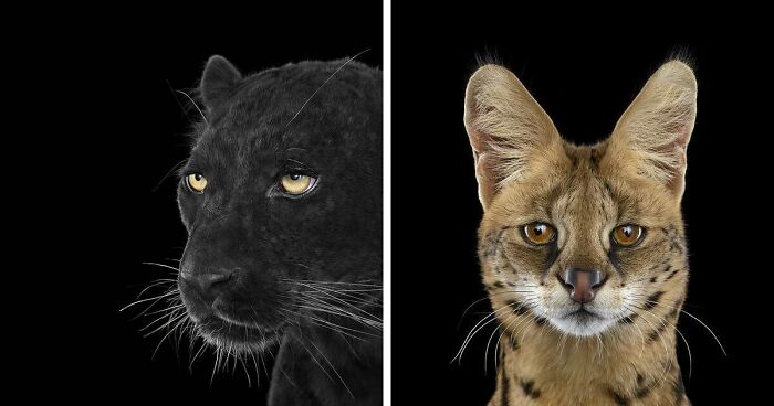30 Captivating Studio Portraits Of Wild Animals Captured By Brad Wilson