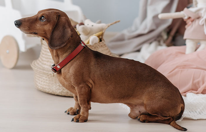 New Study Of 150 Dog Breeds Finds Size, Gender, And Nose Shape All Correlate With Dog Lifespan New Study Of 150 Dog Breeds Finds Size, Gender, And Nose Shape All Correlate With Dog Lifespan