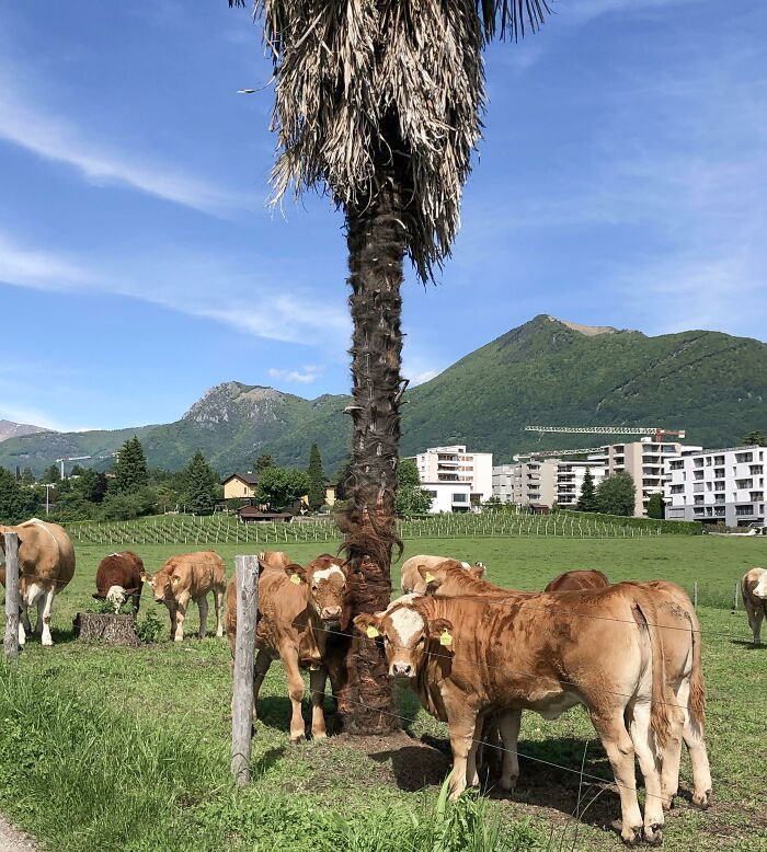 Only In Ticino: Cows And Palm Trees