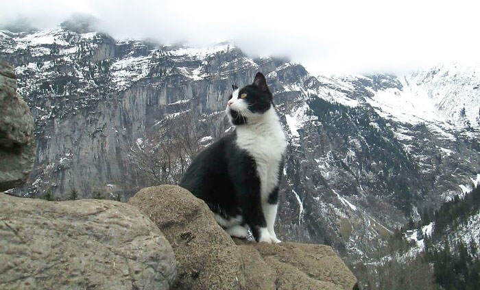 The Cat That Guided Me Down The Mountain When I Got Lost In Grindelwald, Switzerland