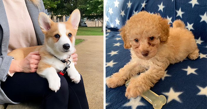 Tear Stains on Dogs: Causes, Treatment, and Prevention 