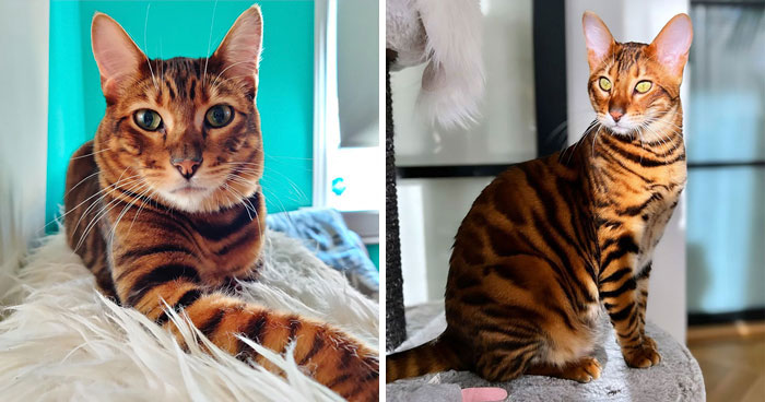 Toyger: Breed Overview And Proper Care
