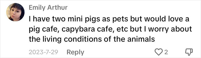 Pigs At This Cafe In Tokyo Are Called “Buta-San,” And They Trot Around Looking For Pets