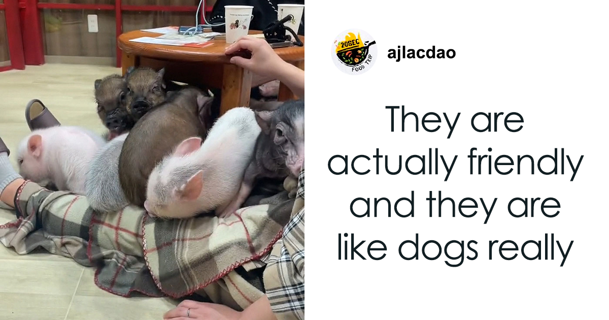 Pigs At This Cafe In Tokyo Are Called “Buta-San,” And They Trot Around ...