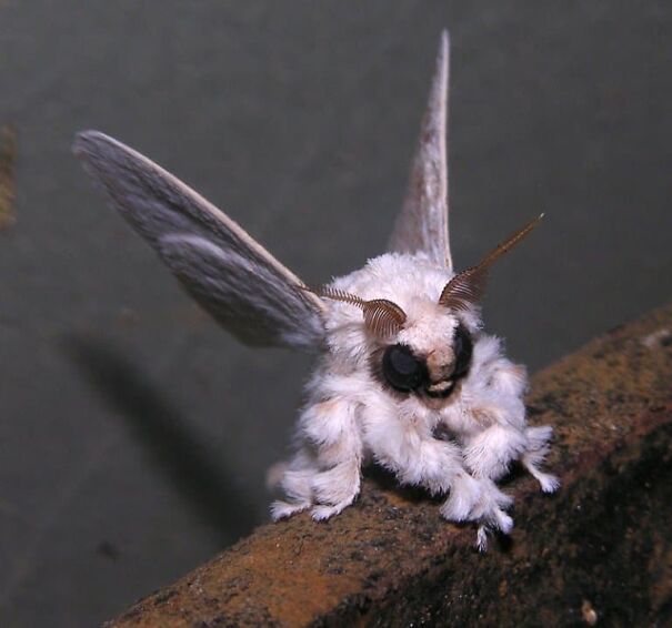venezuelan-poodle-moth-facts-65ca48c3992d9-jpeg.jpg