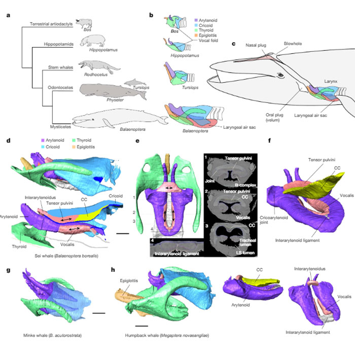 Scientists Are “Super-Excited” After New Study Reveals How Whales Actually Communicate Scientists Are “Super-Excited” After New Study Reveals How Whales Actually Communicate
