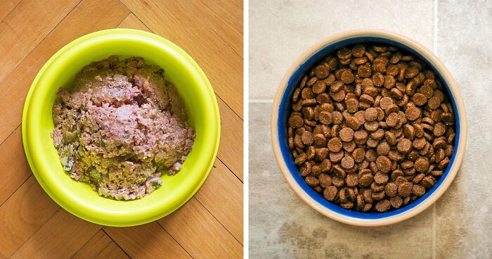 Side-by-side comparison of wet and dry dog food in bowls illustrating dog nutrition choices.