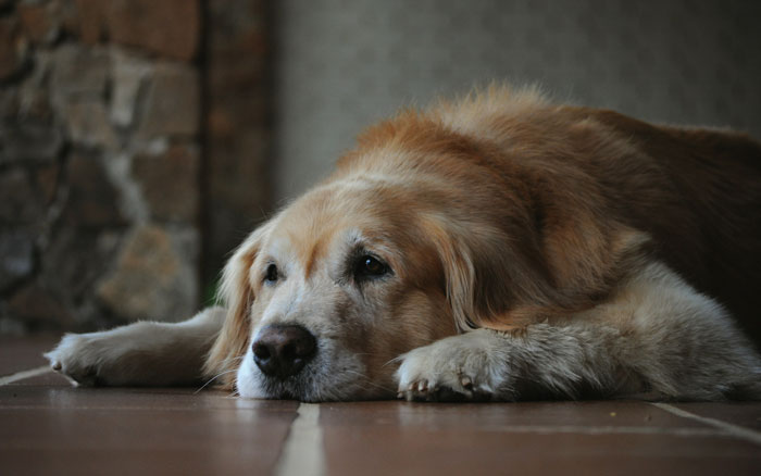 a beige dog lying on the floor