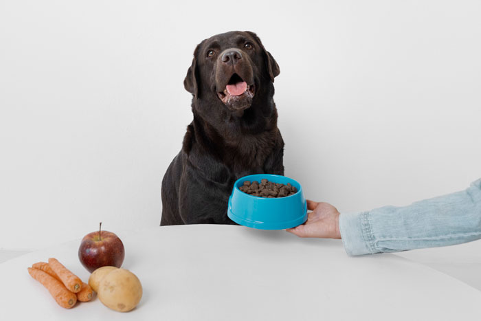 person holding a food bowl near the dog