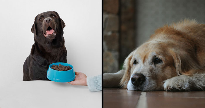 When to Switch to Senior Dog Food: A Complete Guide