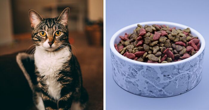 Why Do Cats Scratch Around Their Food?