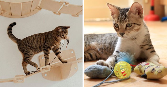 Why Does My Cat Bring Me Toys? 6 Reasons Behind Your Cat’s Offerings