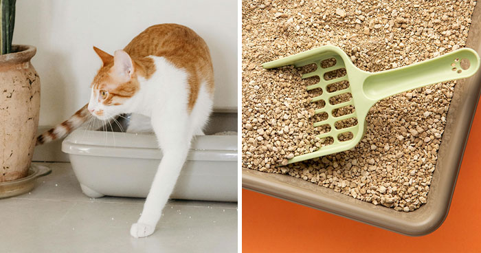 Why Does My Cat’s Poop Smell So Bad? Tips To Eliminate The Odor