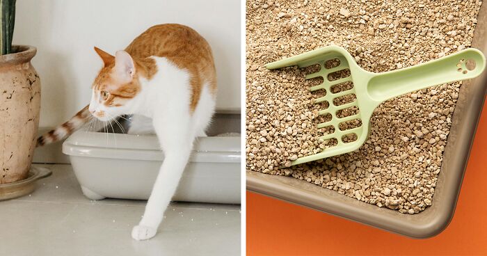 Why Does My Cat’s Poop Smell So Bad? Tips To Eliminate The Odor