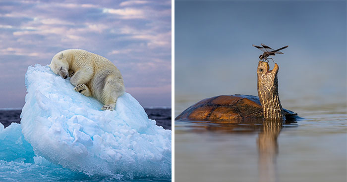 The Wildlife Photographer Of The Year People’s Choice Award: 25 Shortlisted Images That People Could Choose From