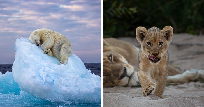 The Wildlife Photographer Of The Year People’s Choice Award: 25 Shortlisted Images That People Could Choose From